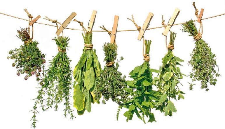 Healing herbs with antiparasitic properties