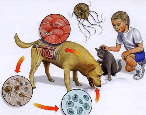 Symptoms of Lamblia infection