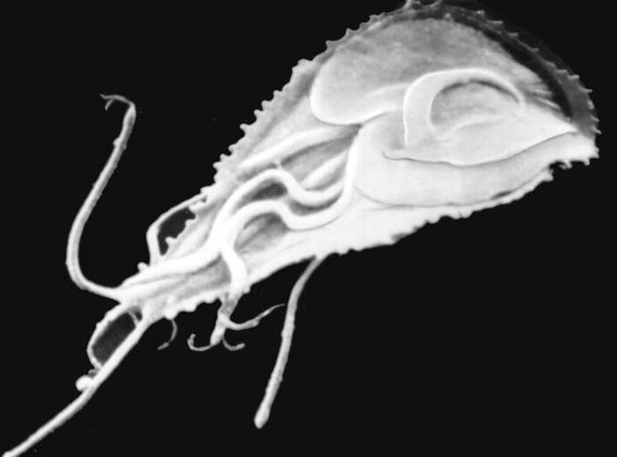 Malaria plasmodium
