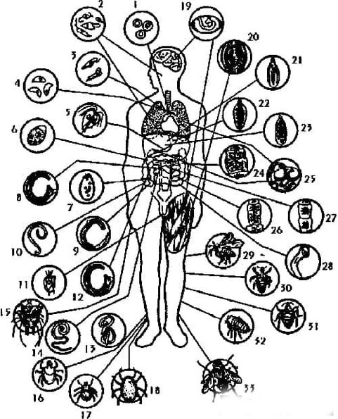 Types of parasites